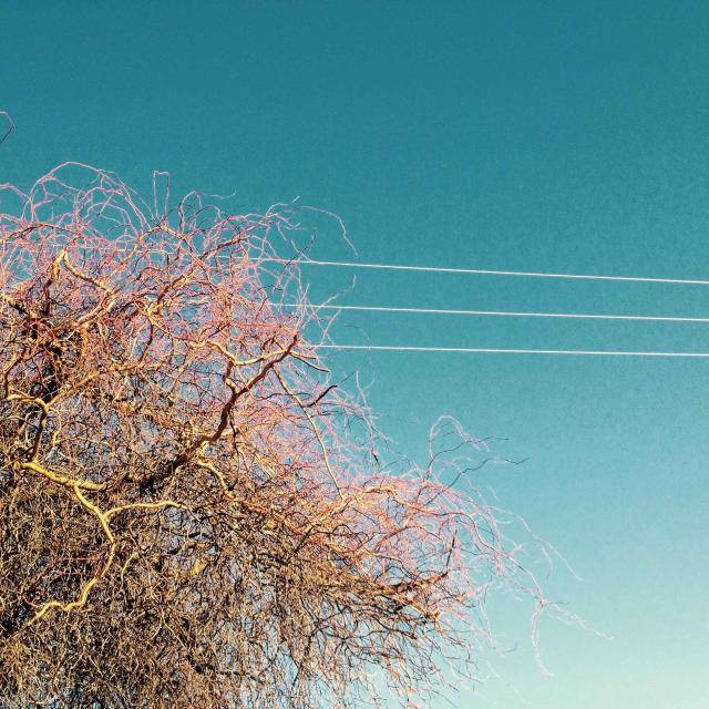 Artwork for the Transfuga project: silhouette of a tree against the sky evoking an abstract illustration, pink and blue gradient tones